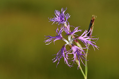BUITEN BEELD Foto: 301442