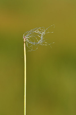 BUITEN BEELD Foto: 301443
