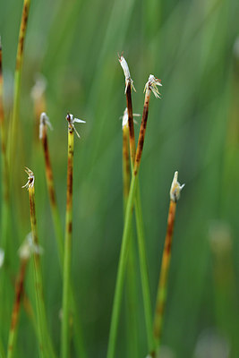 BUITEN BEELD Foto: 301444