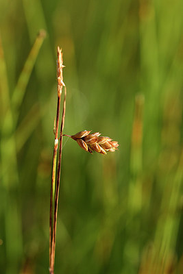 BUITEN BEELD Foto: 301445