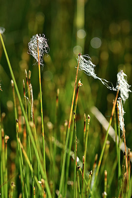 BUITEN BEELD Foto: 301447