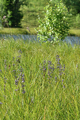 BUITEN BEELD Foto: 301452