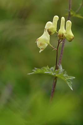 BUITEN BEELD Foto: 301468