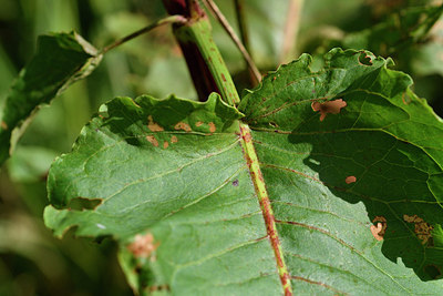 BUITEN BEELD Foto: 301471