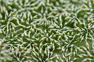 BUITEN BEELD Foto: 301485