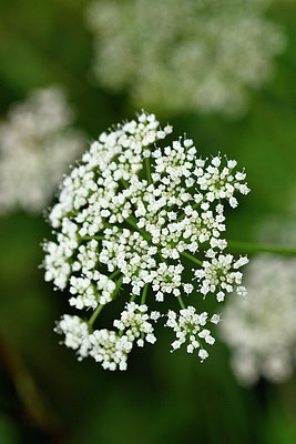 BUITEN BEELD Foto: 301486