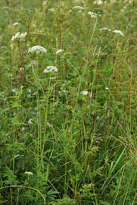 BUITEN BEELD Foto: 301491