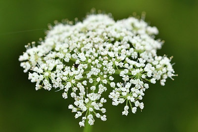 BUITEN BEELD Foto: 301493