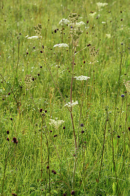 BUITEN BEELD Foto: 301494
