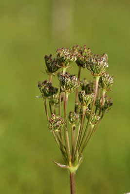 BUITEN BEELD Foto: 301495