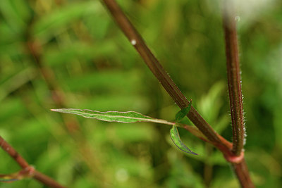 BUITEN BEELD Foto: 301497