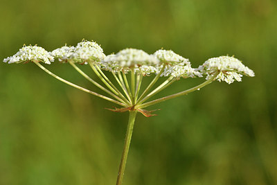 BUITEN BEELD Foto: 301499
