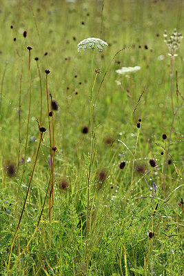 BUITEN BEELD Foto: 301500