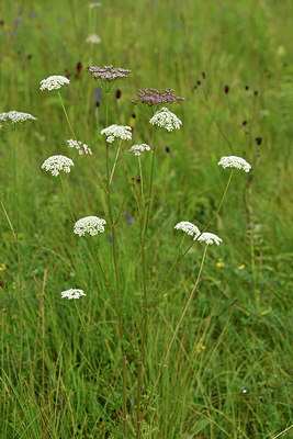 BUITEN BEELD Foto: 301504