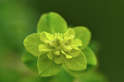 BUITEN BEELD Foto: 301509