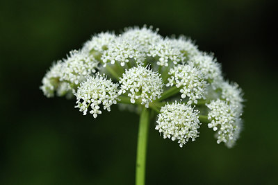 BUITEN BEELD Foto: 301512