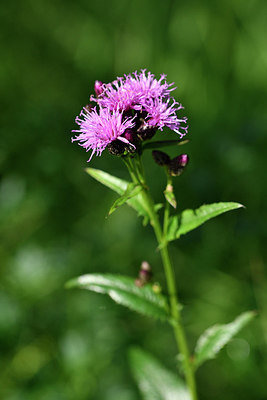 BUITEN BEELD Foto: 301517