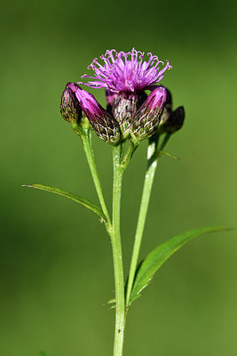 BUITEN BEELD Foto: 301519