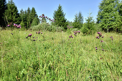 BUITEN BEELD Foto: 301545