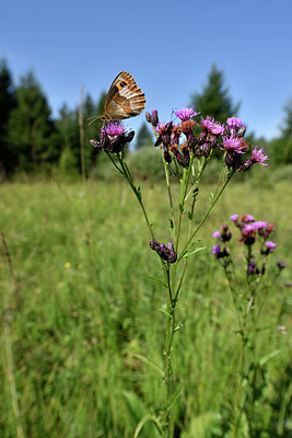 BUITEN BEELD Foto: 301546