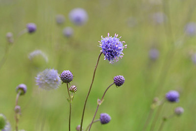 BUITEN BEELD Foto: 301580