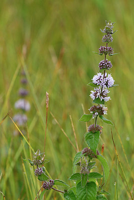 BUITEN BEELD Foto: 301586