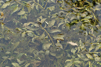 BUITEN BEELD Foto: 301638