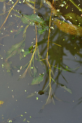 BUITEN BEELD Foto: 301641