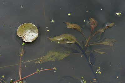 BUITEN BEELD Foto: 301642