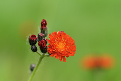 BUITEN BEELD Foto: 301661