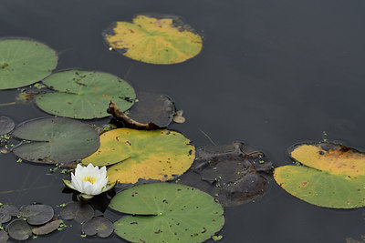 BUITEN BEELD Foto: 301664