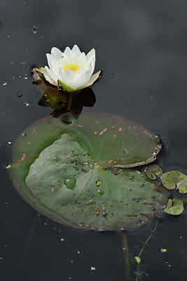 BUITEN BEELD Foto: 301667