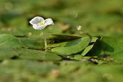 BUITEN BEELD Foto: 301685