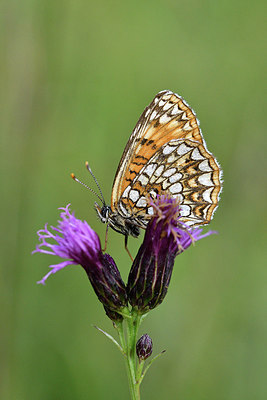 BUITEN BEELD Foto: 301696