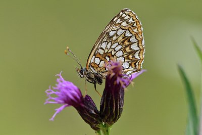 BUITEN BEELD Foto: 301697
