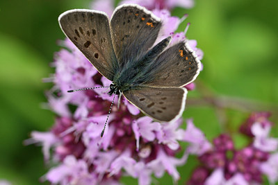 BUITEN BEELD Foto: 301705