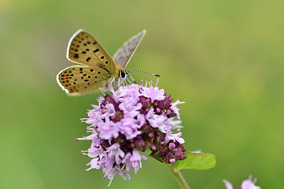 BUITEN BEELD Foto: 301708