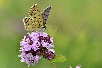 BUITEN BEELD Foto: 301709