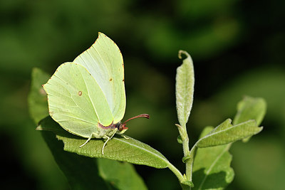 BUITEN BEELD Foto: 301720