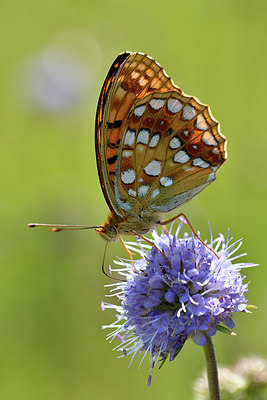 BUITEN BEELD Foto: 301724