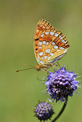 BUITEN BEELD Foto: 301725