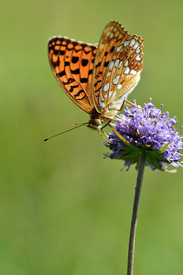 BUITEN BEELD Foto: 301727