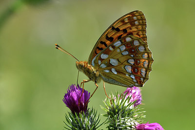 BUITEN BEELD Foto: 301732