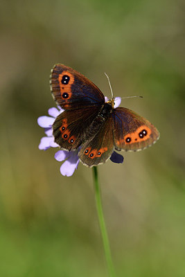 BUITEN BEELD Foto: 301734