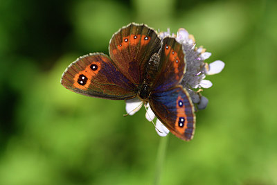 BUITEN BEELD Foto: 301735