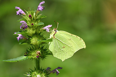 BUITEN BEELD Foto: 301736