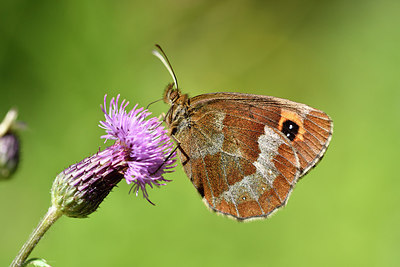 BUITEN BEELD Foto: 301741