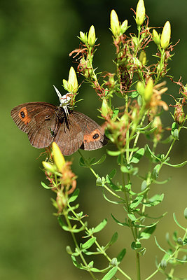 BUITEN BEELD Foto: 301749