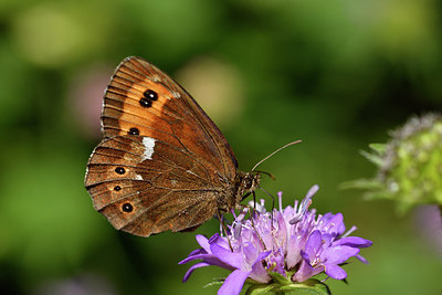 BUITEN BEELD Foto: 301752