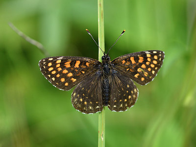 BUITEN BEELD Foto: 301763